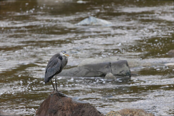 Grey Heron taking a break after a meal