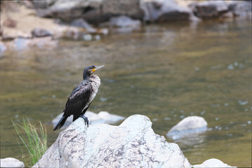 Great Cormorant taking a break after a meal