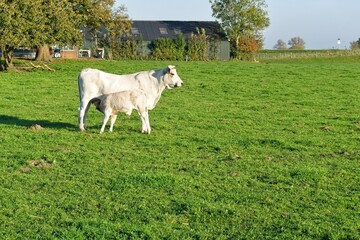 Blonde beef cow with bull calf drinking from the udder in a meadow near a farm.   
