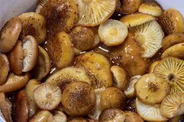 Orange autumn mushrooms honey fungus, clean in a bowl, food