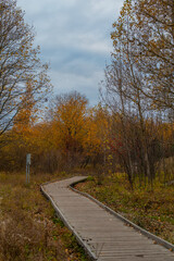 Scenic section of the Paljassaare peninsula path in Estonia, showing a narrow wooden boardwalk that winds through a dense autumn forest. Hiking or walking through nature concept.