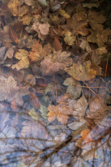Autumnal bucolic background of maple leaves submerged in a pond