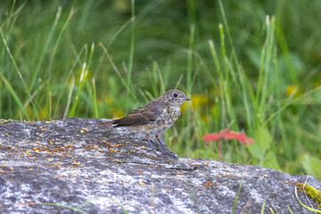 Young redstart on a stone