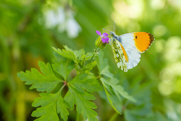 Anthocharis cardamines Orange tip male butterfly feeding on pink flower Geranium robertianum.