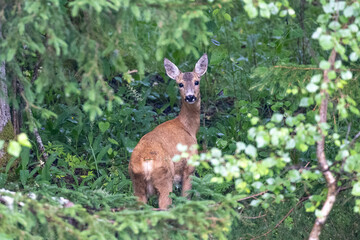 Roe deer in the woods