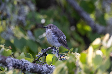 pied flycatcher on a branch