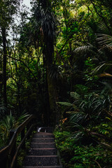 Fotografía de un bosque frondoso en Nueva Zelanda.