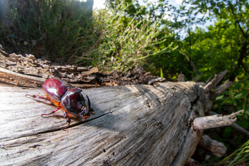 Scarabeo rinoceronte 3