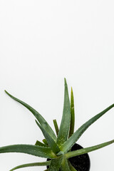 Aloe vera flower in a pot on a white background. Top view, flat lay