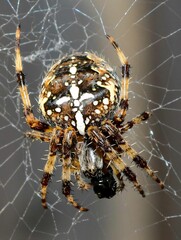 Garden spider on its web, showcasing intricate patterns and textures against a blurred background.