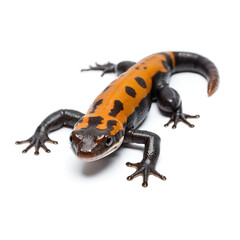 Fototapeta premium lizard on white background
