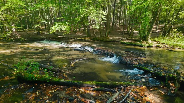 Tanew River. Small waterfalls. Natural river cascades. Path along the river. Szumy nad Tanwia nature reserve. Roztocze, Poland
