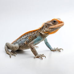 Obraz premium iguana on a white