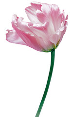 Pink  tulip flower  on white isolated background with clipping path. Closeup. For design. Nature.