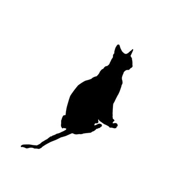 black cat silhouette