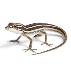 Fototapeta premium leopard gecko on white