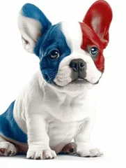  Bouledogue Français aux poils bleu blanc rouge © Franck Henry