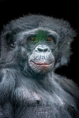 Bonobo monkey Sitting on Branch with Pensive Expression