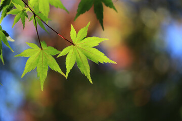 色づき始めた紅葉