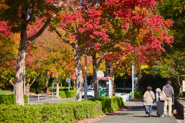 秋の美しい紅葉の風景と散歩するシニア女性と家族の様子