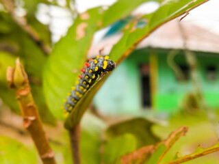 Baltimore Checkerspot Butterfly caterpillars that feed on leaves