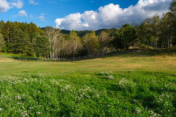 牧場の日差し