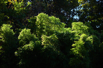 緑色の竹林の風景