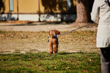 秋の昼の公園で遊んでいる可愛いトイプードルの姿