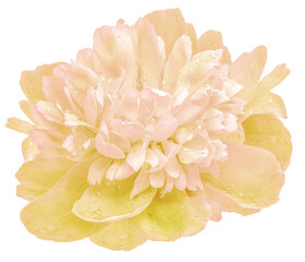 Peony flower  on  a white isolated background with clipping path. Closeup. For design. Nature.