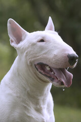 Bull terrier