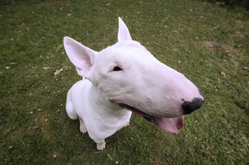 Fototapeta premium Bull terrier