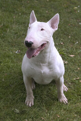Bull terrier