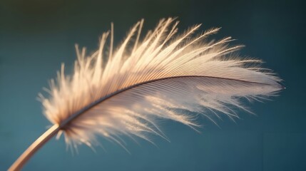 Delicate Feather