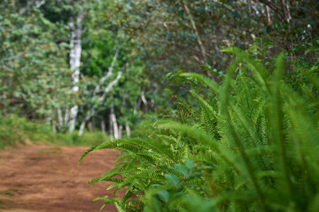 Obraz premium A graceful fern growing in the forests of Mauritius.