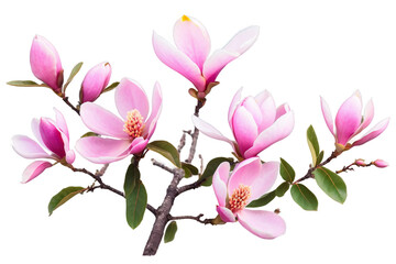 Obraz premium pink magnolia on an isolated, watercolor flowers, Generative AI