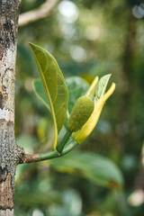 The jackfruit, a tree species in the fig, mulberry, and breadfruit family, can be found growing...