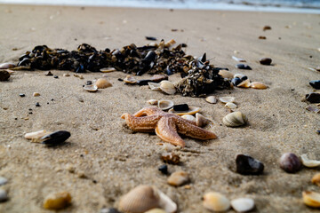 an der Nordsee in Hvidbjerg Strand Westjütland