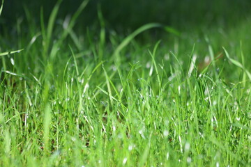 green grass in the morning 