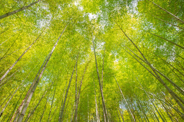 鞍手町・剣岳の緑豊かな竹林の風景