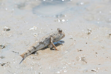 干潟で休むトビハゼ