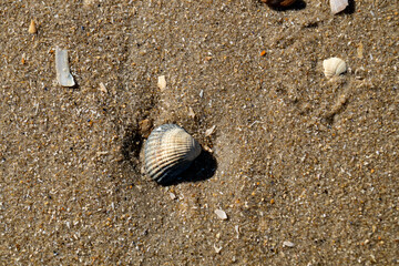 an der Nordsee in Hvidbjerg Strand Westjütland