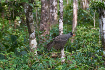 The Mauritius Black Bulbul, a passerine bird endemic to Mauritius, in its natural habitat