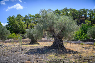 Very old olive tree