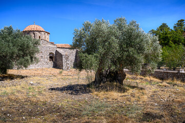 Very old olive tree near orthodox church