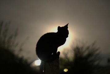 silhouette of a cat