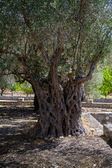 Very old olive tree