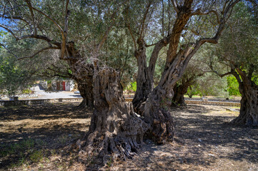 Garden with very old olive trees