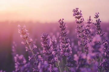 Obraz premium Captivating Lavender Fields at Sunset with Soft Lighting Enhancing the Beauty of Nature's Purple Blooms in a Serene Landscape