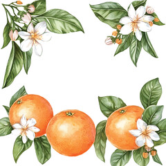 vector watercolor oranges with flowers border set on white, perfect for invitation card design, orange botanical Wedding Invitation, floral invite thank you,  modern card Design in oranges and flowers