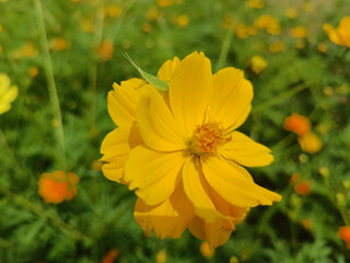 Fototapeta premium Many yellow flowers in the fields